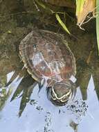 Plancia ëd Malayemys macrocephala (Gray 1859)