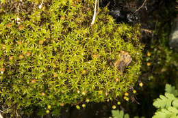 Imagem de Bartramia pomiformis Hedwig 1801