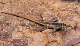Image of Transvaal Flat Lizard