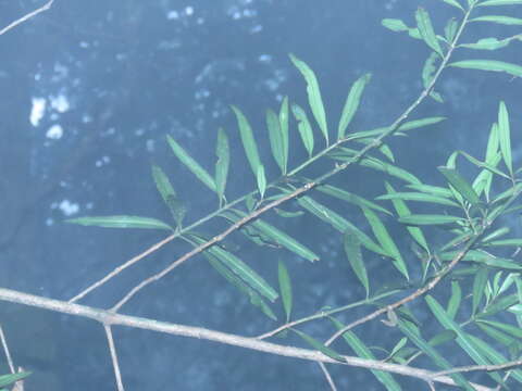 Image of Podocarpus fasciculus de Laub.