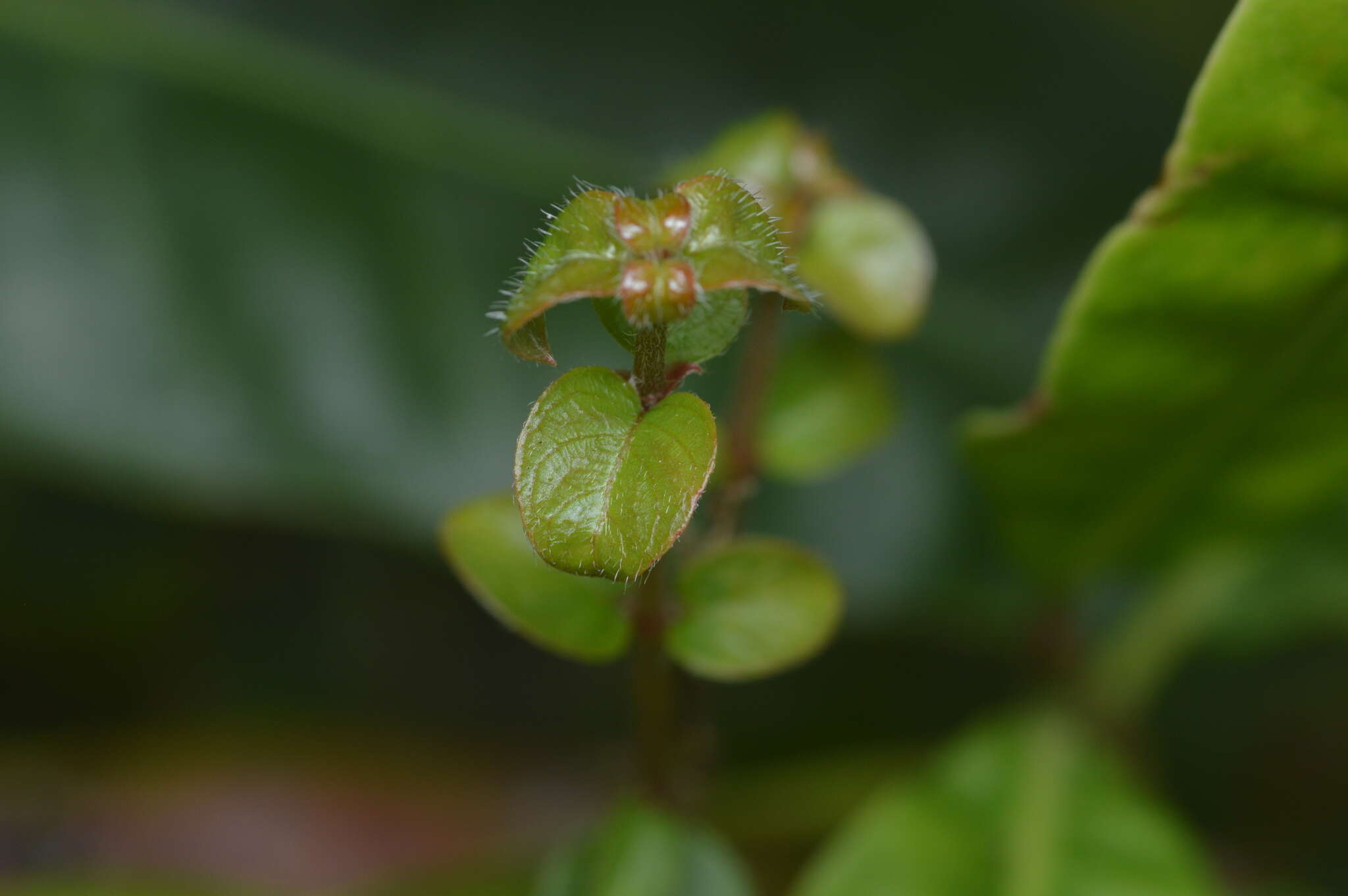 Image of Hammock Velvetseed