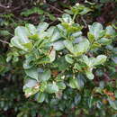 صورة Pittosporum senacia subsp. reticulatum (Tul.) M. J. E. Coode