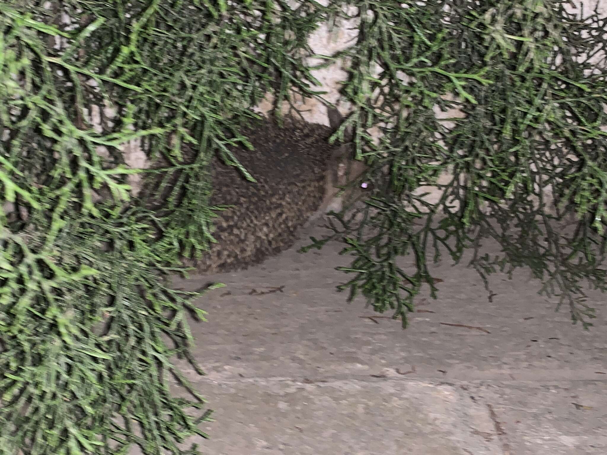 Image of Steppe Hedgehogs