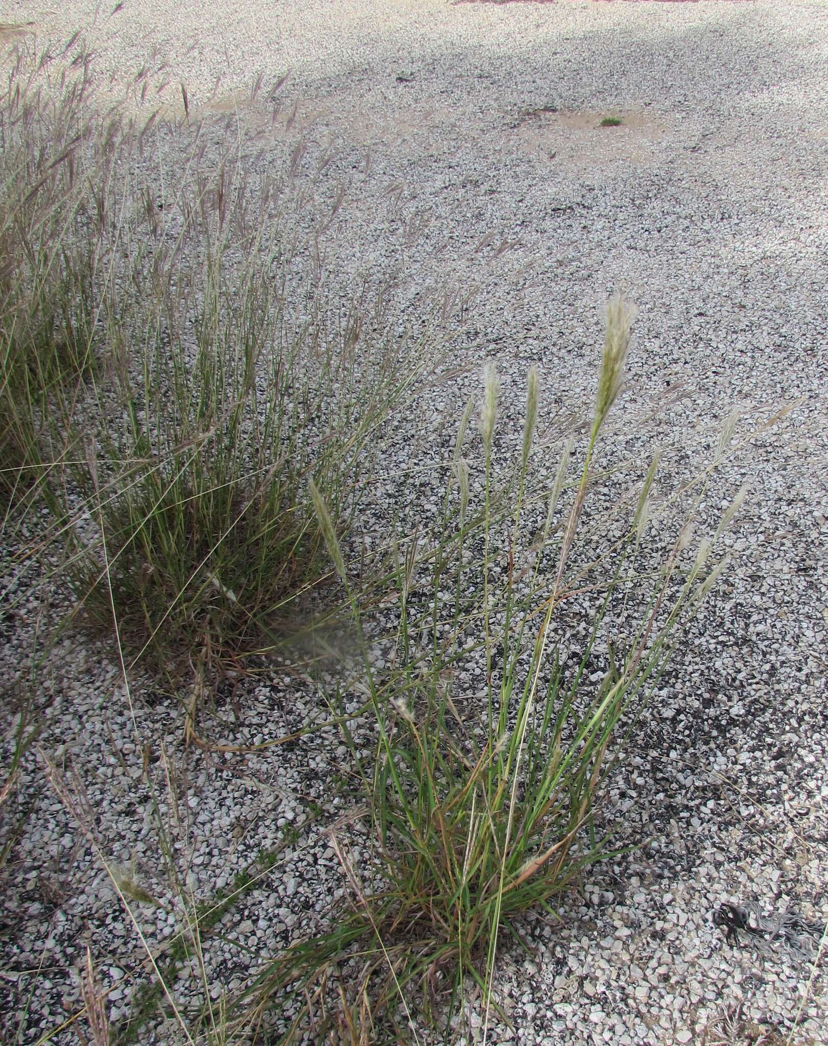 Imagem de Bothriochloa torreyana (Steud.) Scrivanti & Anton