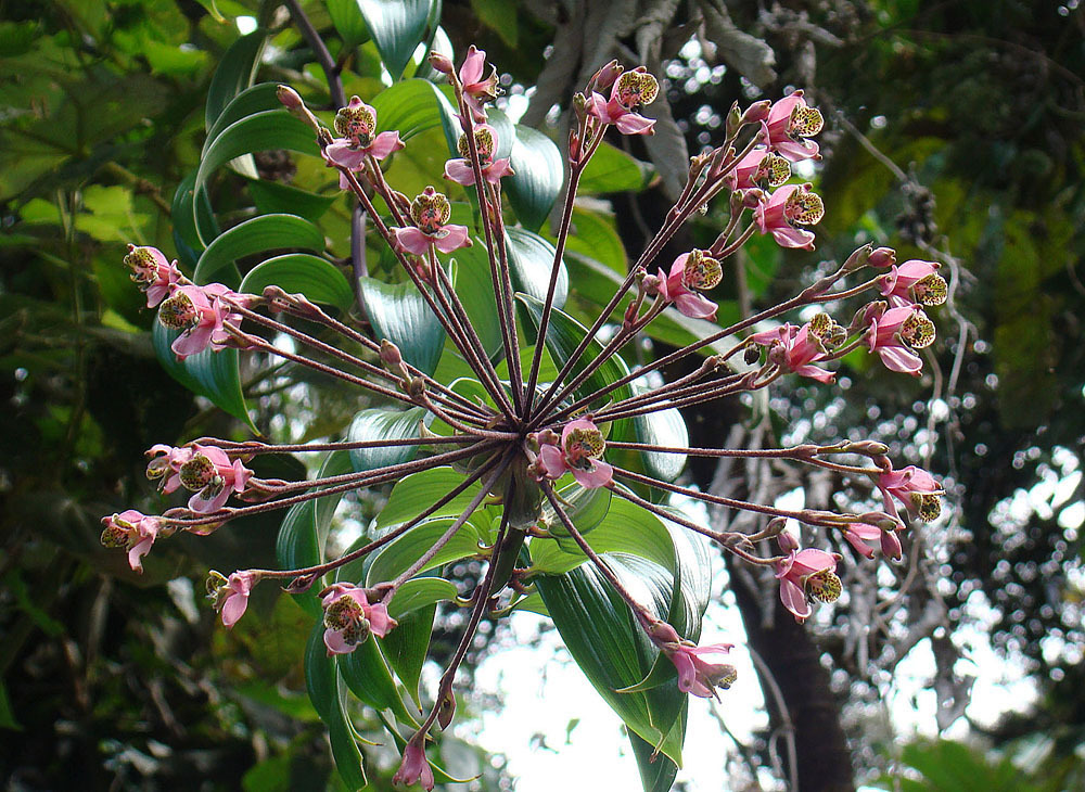 Bomarea edulis (rights holder: Dick Culbert)