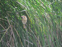 Image of Least Bittern