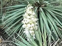 Image of Schott's yucca