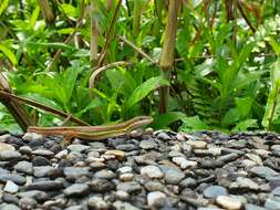 Image of Takydromus viridipunctatus Lue & Lin 2008