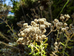 Achillea cretica L.的圖片