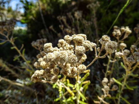 Слика од Achillea cretica L.