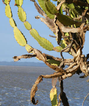 Imagem de Euphorbia triangularis Desf. ex A. Berger