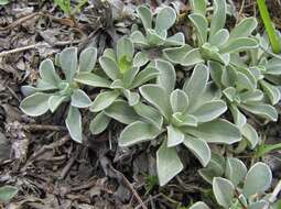 Image of Antennaria caucasica A. Boriss.