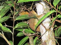 Image of Goodman's Mouse Lemur