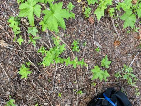 Imagem de Galium oreganum Britton