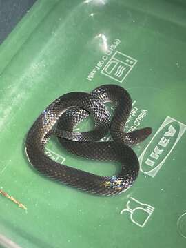 Image of Hoffmann's Earth Snake