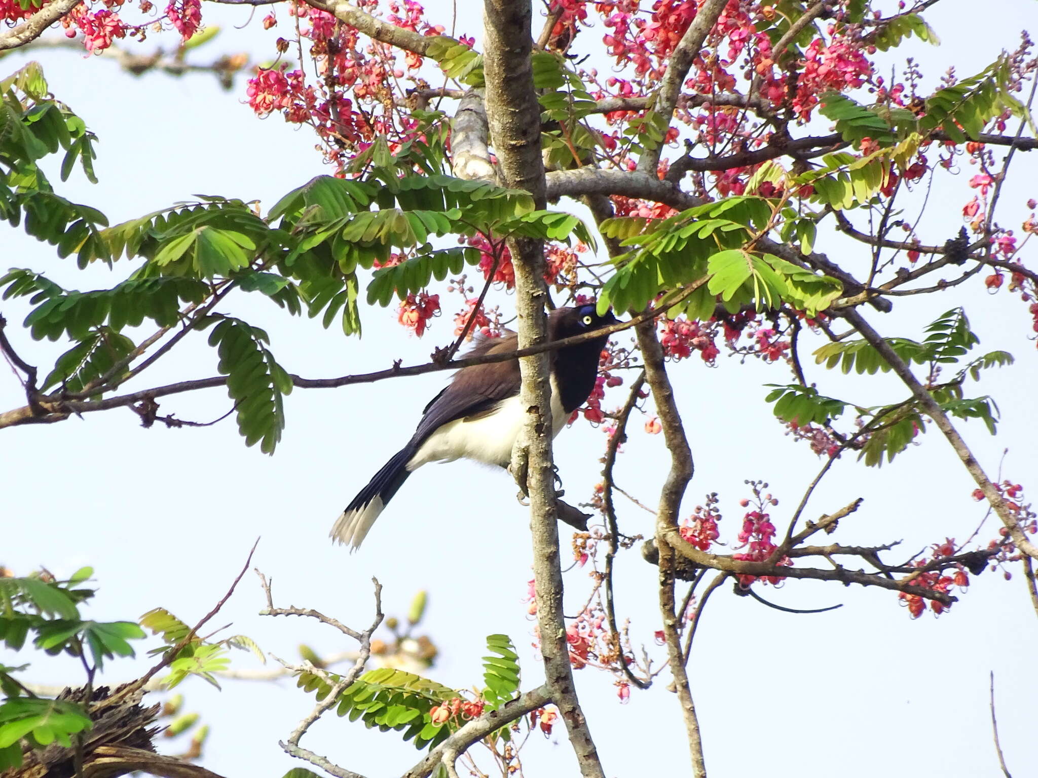 Imagem de Cyanocorax affinis Pelzeln 1856