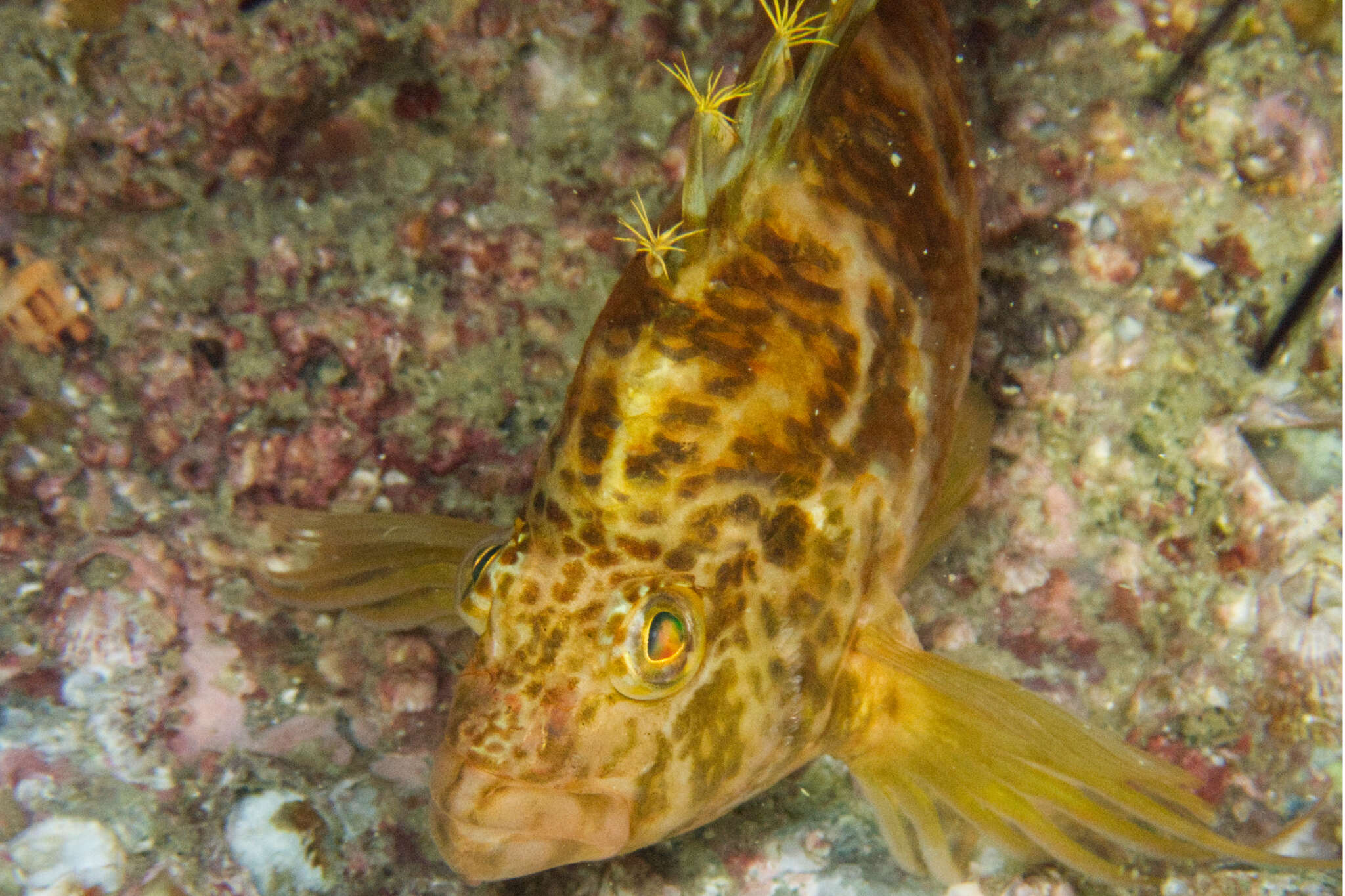 صورة Cirrhitichthys aureus (Temminck & Schlegel 1842)