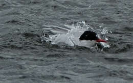 Image of Arctic Tern