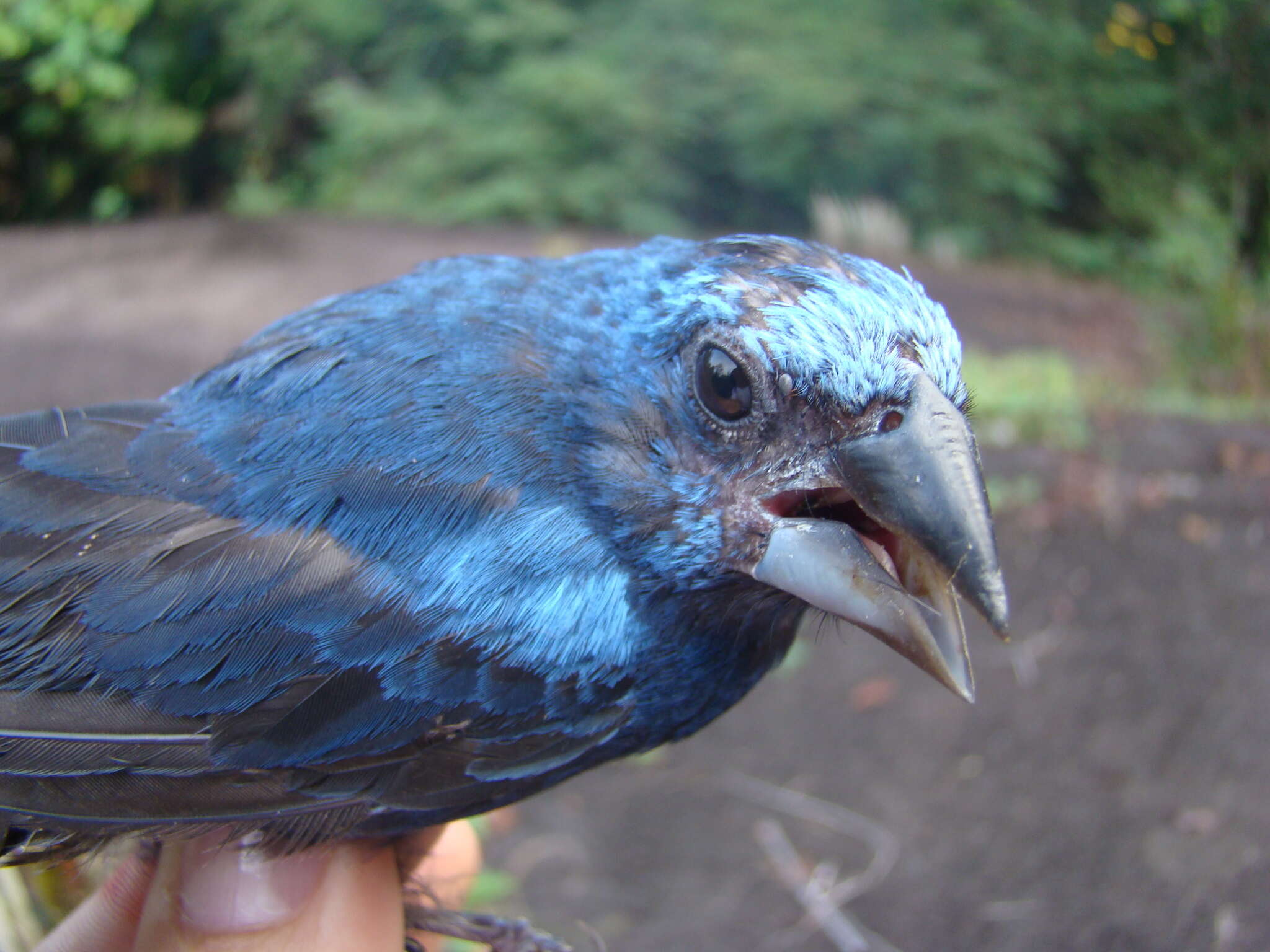 Image of Amazonian Grosbeak