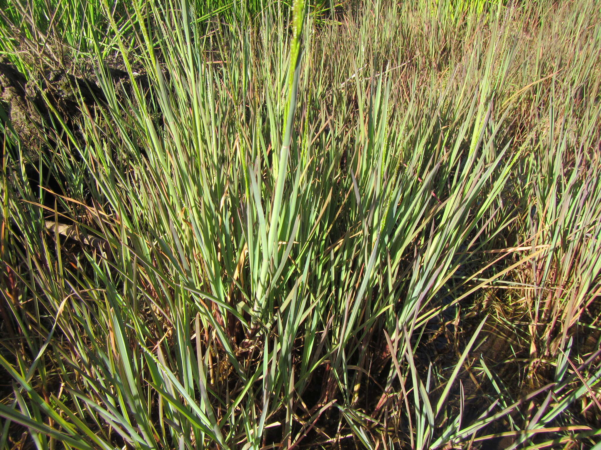 Plancia ëd Hemarthria altissima (Poir.) Stapf & C. E. Hubb.