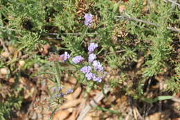 Imagem de Limonium sinuatum (L.) Miller