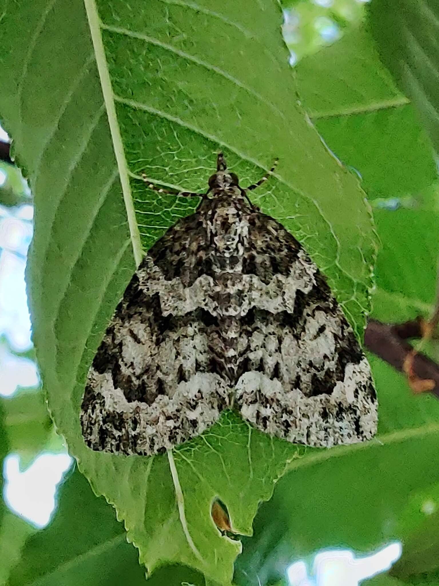 Plancia ëd Chloroclysta miata Linnaeus 1758