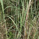 Image of African fodder cane