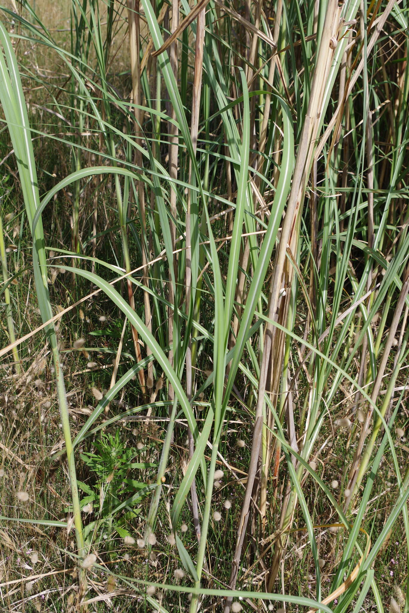 Image of African fodder cane