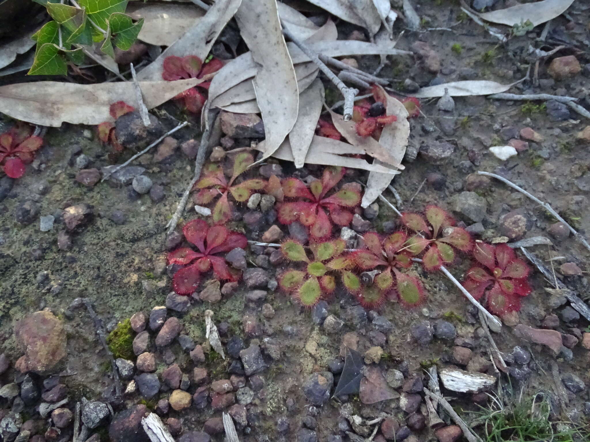 Image of Drosera praefolia Tepper