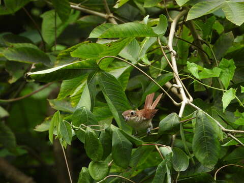 Image of Tiger Shrike