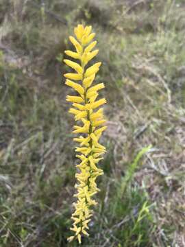 Image of yellow colicroot