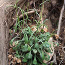 Plancia ëd Silene danaensis A. Danin