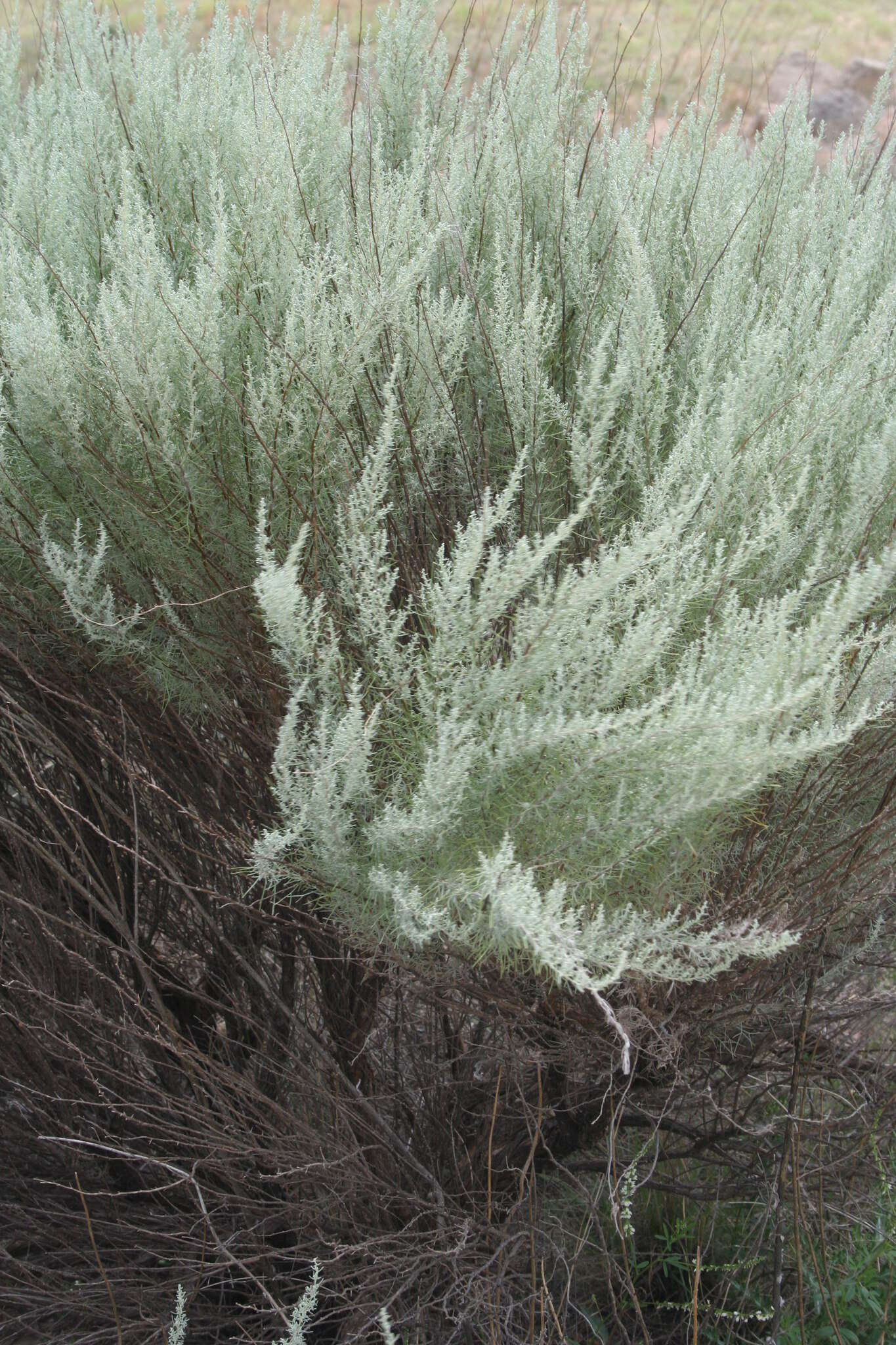 Artemisia filifolia Torr. resmi