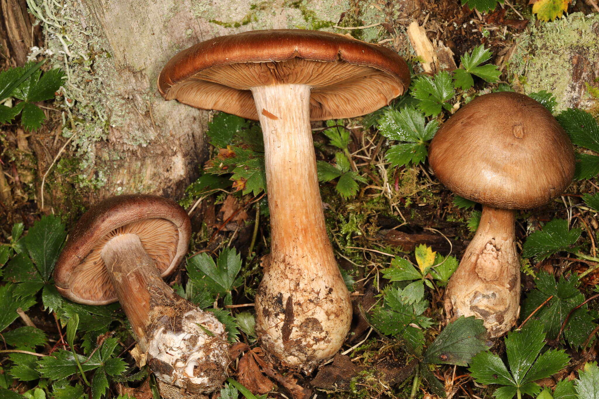 Image of Cortinarius quercophilus Y. Lamoureux, Lebeuf, A. Paul & J. Landry