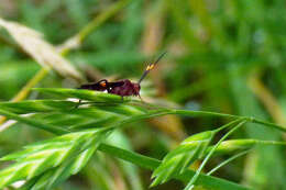 Image of Compsocryptus melanostigma (Brulle 1846)