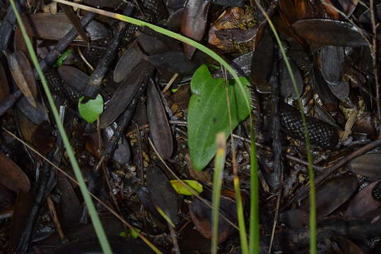 Image of Cyrtostylis oblonga Hook. fil.