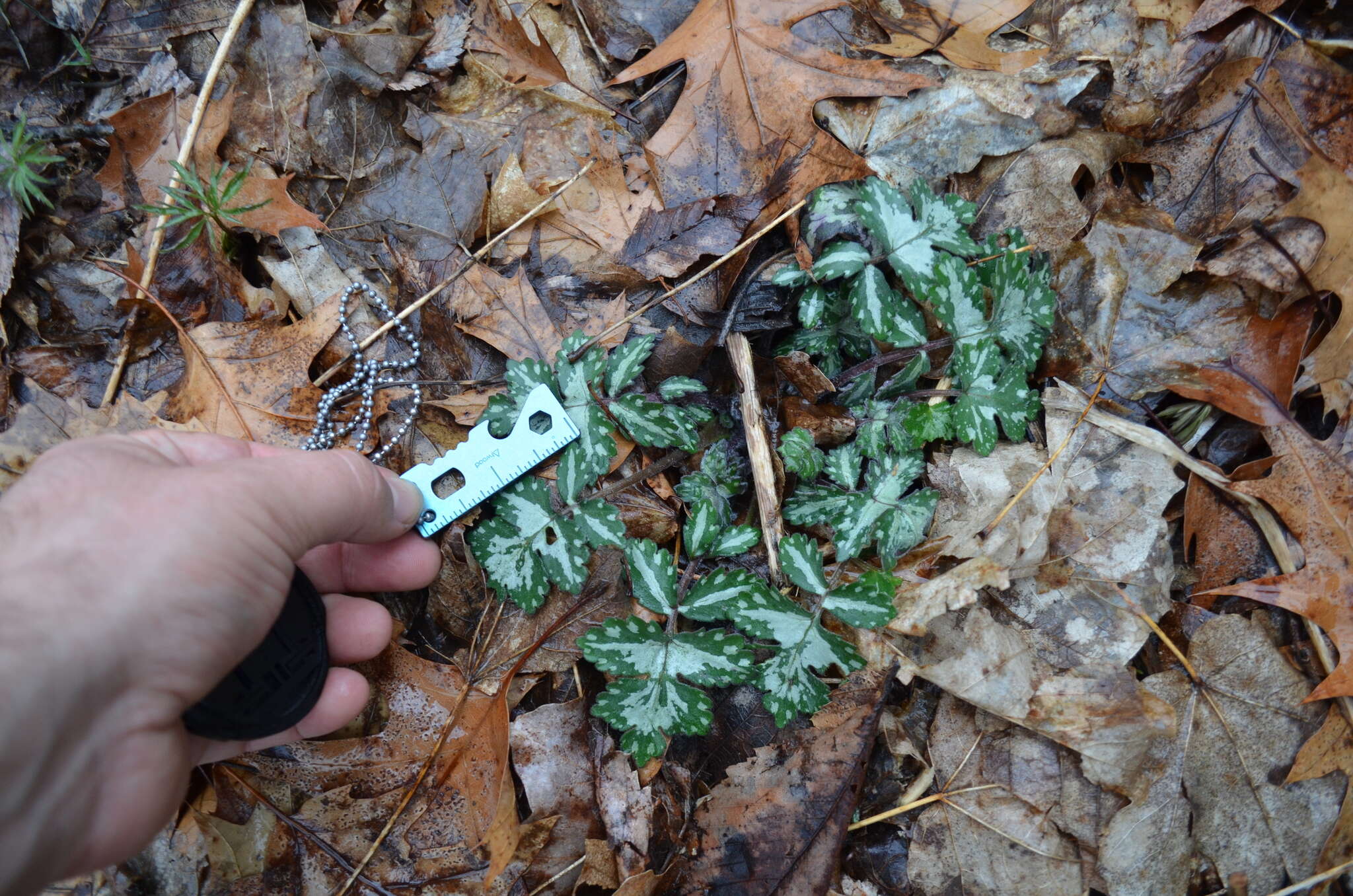 Image of great waterleaf