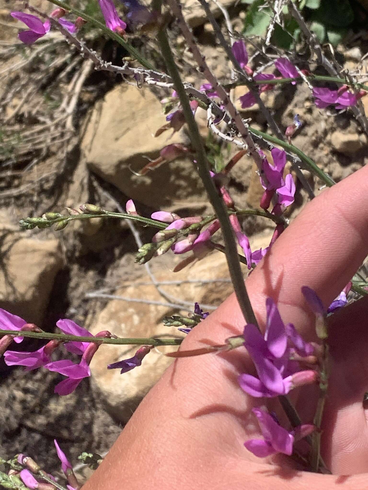 Plancia ëd Astragalus coltonii M. E. Jones