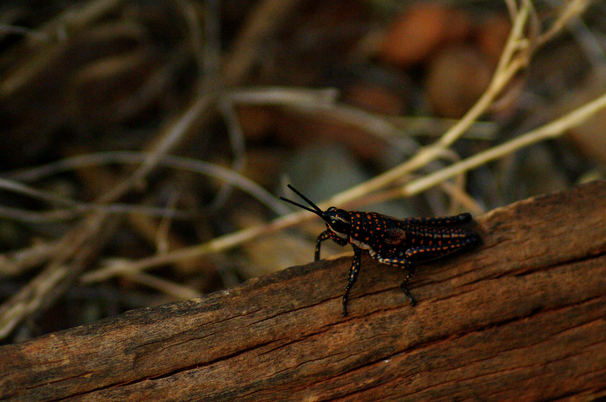 صورة Monistria pustulifera (Walker & F. 1871)