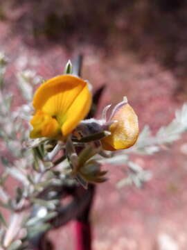 Image of Crotalaria diosmifolia Benth.