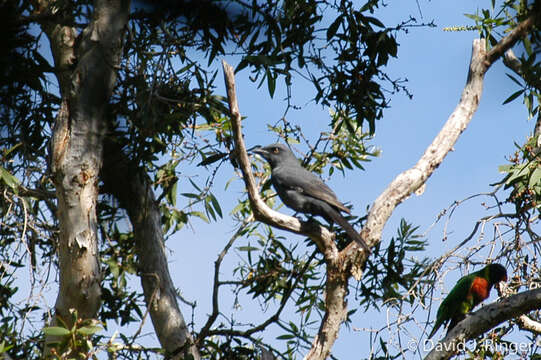 صورة Trichoglossus haematodus deplanchii Verreaux, J & Des Murs 1860