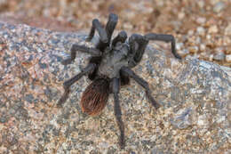 Image of Tuscan Bronze Tarantula