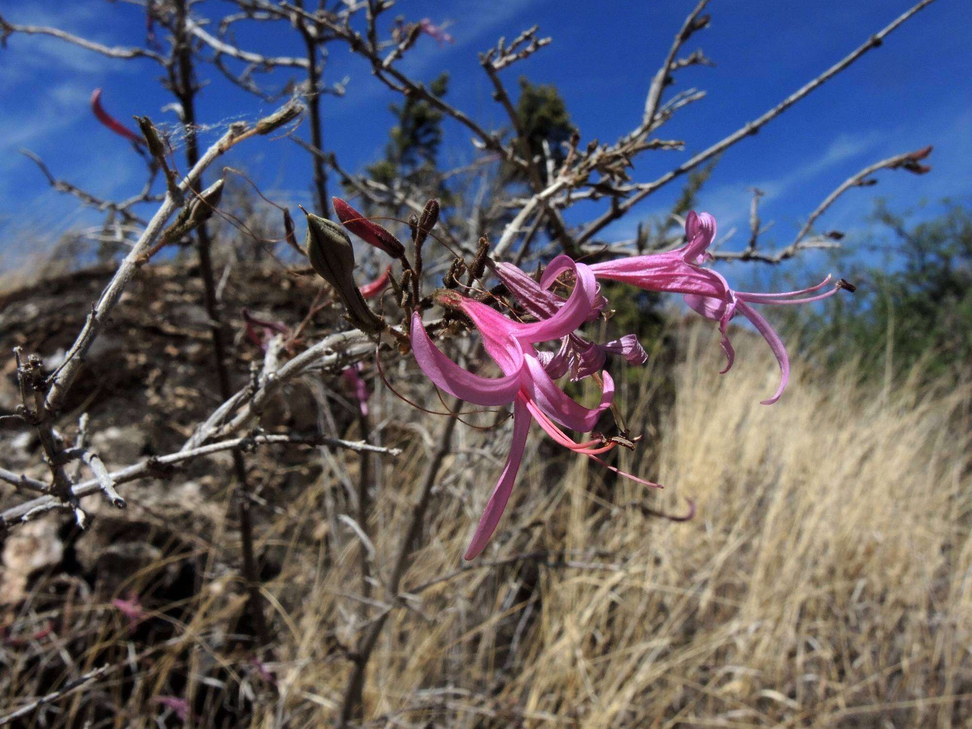 Anisacanthus puberulus (Torr.) J. Henrickson & E. J. Lott resmi