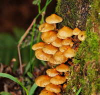 Image of Pholiota squarrosipes Cleland 1933