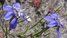 Image of Moraea lugubris (Salisb.) Goldblatt