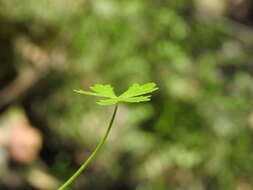 Image of Hydrocotyle paludosa A. R. Bean