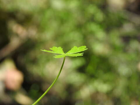 Image of Hydrocotyle paludosa A. R. Bean