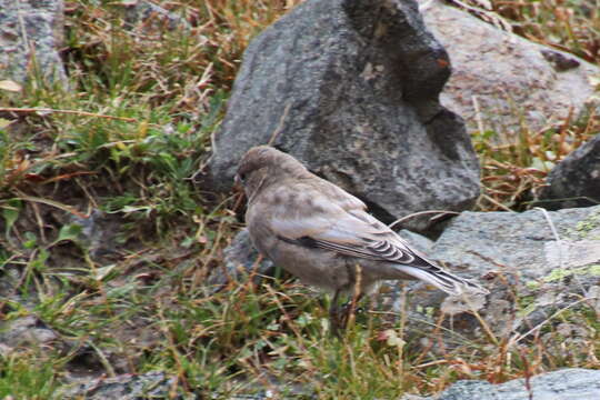 Image of Black-headed Mountain-Finch