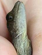 Anolis marsupialis Taylor 1956 resmi