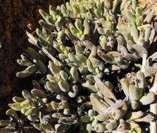 Image of Crassula garibina subsp. garibina